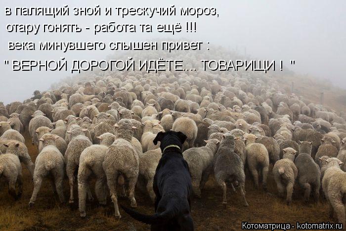 в палящий зной и трескучий мороз, отару гонять - работа та ещё !!! века минувшего слышен привет : " В... Котоматрица: в палящий зной и трескучий мороз, отару гонять - работа та ещё !!! века минувшего слышен привет : " ВЕРНОЙ ДОРОГОЙ ИДЁТЕ.... ТОВАРИЩИ ! "