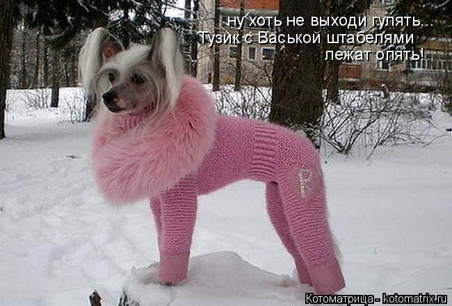 ну хоть не выходи гулять... Тузик с Васькой штабелями лежат опять!... Котоматрица: ну хоть не выходи гулять... Тузик с Васькой штабелями лежат опять!