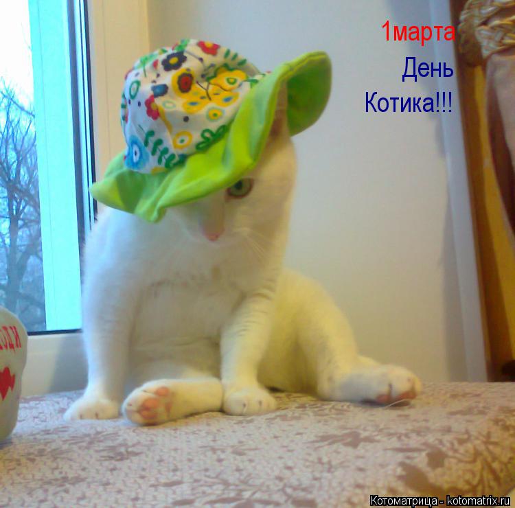 1марта День Котика!!!... Котоматрица: 1марта День Котика!!!