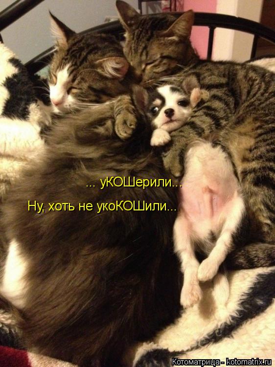 ... уКОШерили... Ну, хоть не укоКОШили...... Котоматрица: ... уКОШерили... Ну, хоть не укоКОШили...