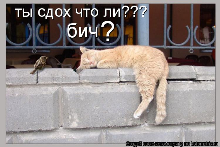ты сдох что ли??? бич ?... Котоматрица: ты сдох что ли??? бич ?