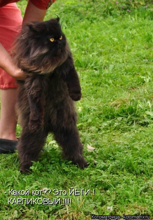 - Какой кот?? Это ЙЕТИ ! КАРЛИКОВЫЙ !!!!... Котоматрица: - Какой кот?? Это ЙЕТИ ! КАРЛИКОВЫЙ !!!!