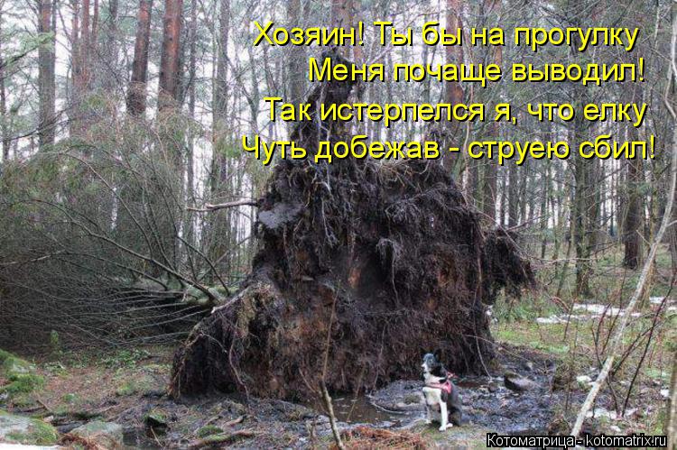 Хозяин! Ты бы на прогулку Меня почаще выводил! Так истерпелся я, что елку Чуть добежав - струею сбил!... Котоматрица: Хозяин! Ты бы на прогулку Меня почаще выводил! Так истерпелся я, что елку Чуть добежав - струею сбил!