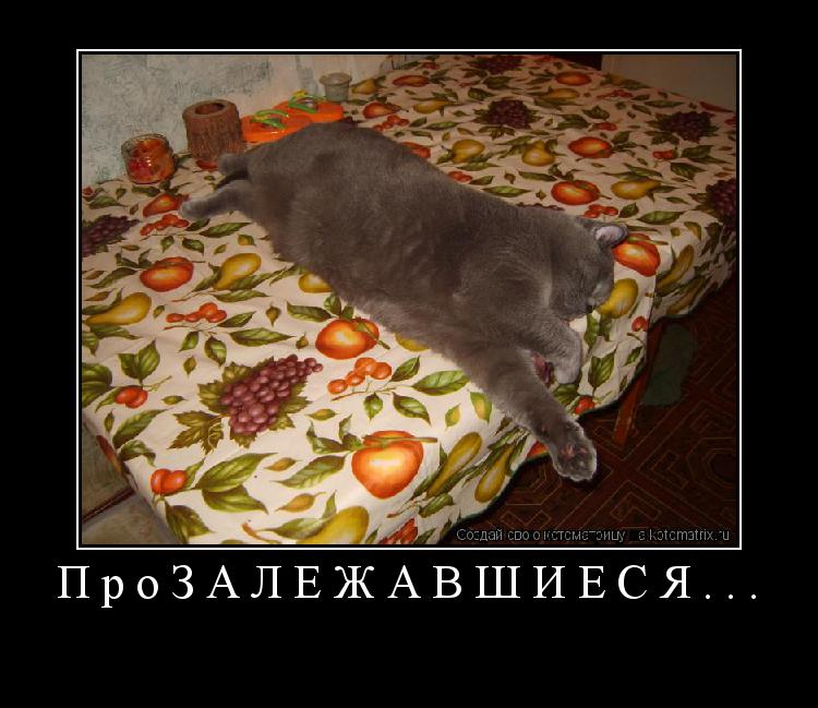 ПроЗАЛЕЖАВШИЕСЯ... ... Котоматрица: ПроЗАЛЕЖАВШИЕСЯ...