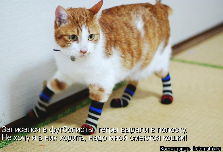 Записался в футболисты, гетры выдали в полоску. Не хочу я в них ходить, надо мной смеются кошки!... Котоматрица: Записался в футболисты, гетры выдали в полоску. Не хочу я в них ходить, надо мной смеются кошки!