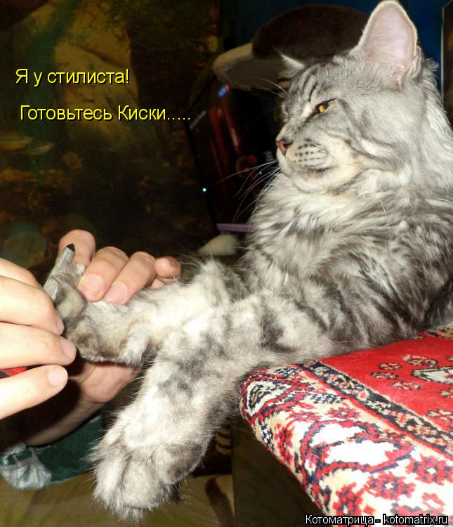 Я у стилиста! Готовьтесь Киски........ Котоматрица: Я у стилиста! Готовьтесь Киски.....