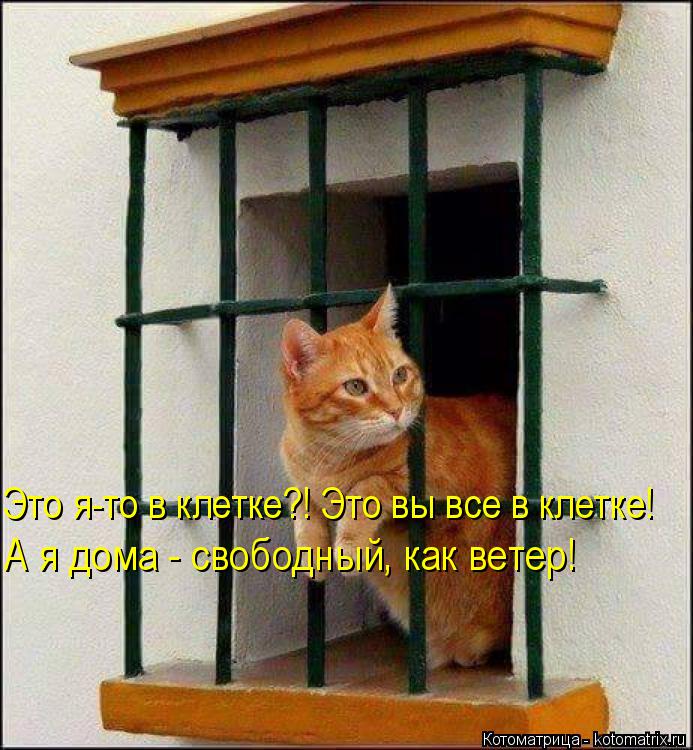 Это я-то в клетке?! Это вы все в клетке! А я дома - свободный, как ветер!... Котоматрица: Это я-то в клетке?! Это вы все в клетке! А я дома - свободный, как ветер!