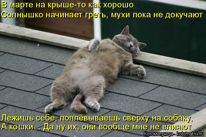 В марте на крыше-то как хорошо Солнышко начинает греть, мухи пока не докучают Лежишь себе, поплёвывае... Котоматрица: В марте на крыше-то как хорошо Солнышко начинает греть, мухи пока не докучают Лежишь себе, поплёвываешь сверху на собаку, А кошки... Да ну их,