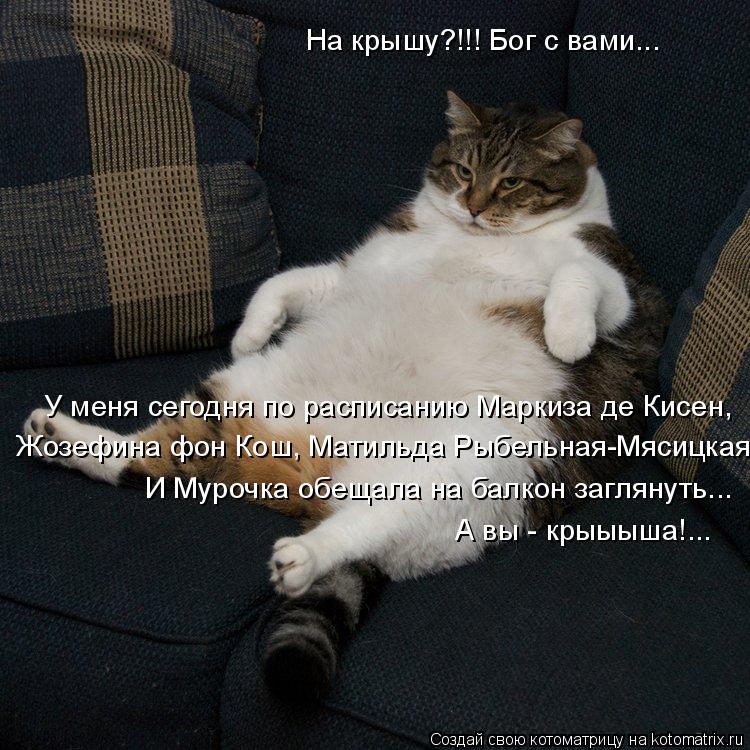 На крышу?!!! Бог с вами... Жозефина фон Кош, Матильда Рыбельная-Мясицкая... У меня сегодня по распис... Котоматрица: На крышу?!!! Бог с вами... Жозефина фон Кош, Матильда Рыбельная-Мясицкая... У меня сегодня по расписанию Маркиза де Кисен, И Мурочка обещала на