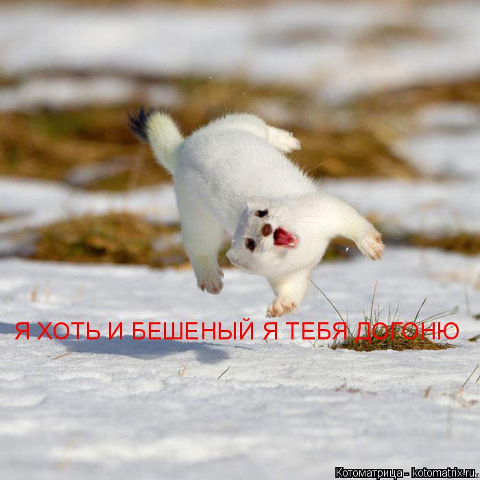 Я ХОТЬ И БЕШЕНЫЙ Я ТЕБЯ ДОГОНЮ... Котоматрица: Я ХОТЬ И БЕШЕНЫЙ Я ТЕБЯ ДОГОНЮ