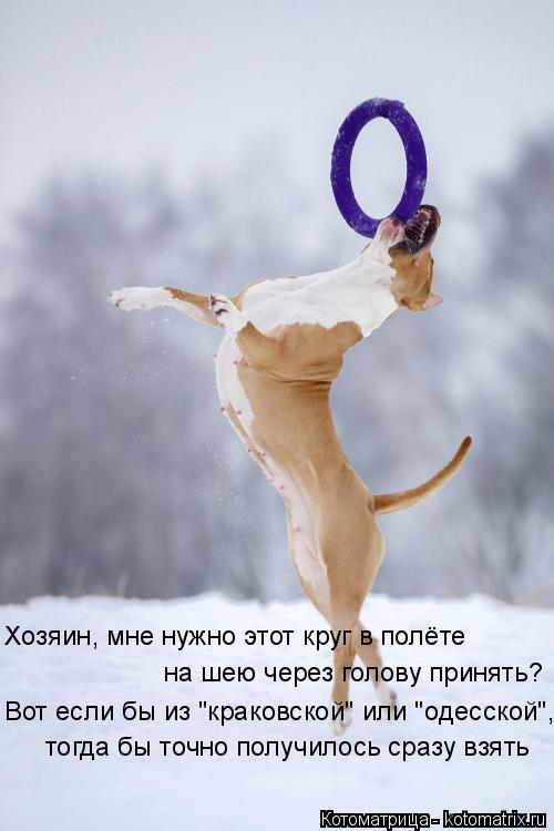 Хозяин, мне нужно этот круг в полёте на шею через голову принять? Вот если бы из "краковской" или "од... Котоматрица: Хозяин, мне нужно этот круг в полёте на шею через голову принять? Вот если бы из "краковской" или "одесской", тогда бы точно получилось сразу в