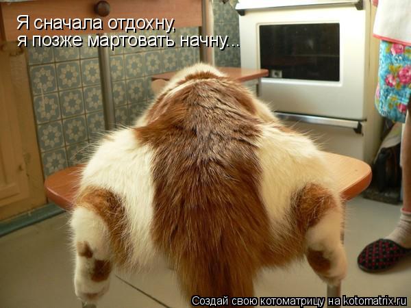Я сначала отдохну, я позже мартовать начну...... Котоматрица: Я сначала отдохну, я позже мартовать начну...