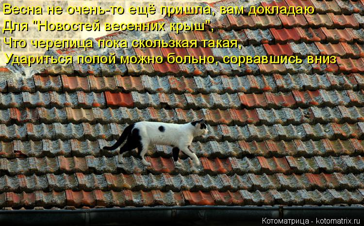 Весна не очень-то ещё пришла, вам докладаю Для "Новостей весенних крыш", Что черепица пока скользкая ... Котоматрица: Весна не очень-то ещё пришла, вам докладаю Для "Новостей весенних крыш", Что черепица пока скользкая такая, Удариться попой можно больно, сор