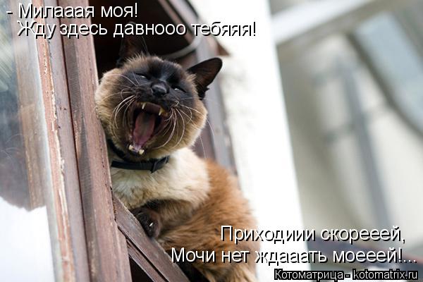 - Милааая моя! Жду здесь давнооо тебяяя! Приходиии скорееей, Мочи нет ждааать моееей!...... Котоматрица: - Милааая моя! Жду здесь давнооо тебяяя! Приходиии скорееей, Мочи нет ждааать моееей!...