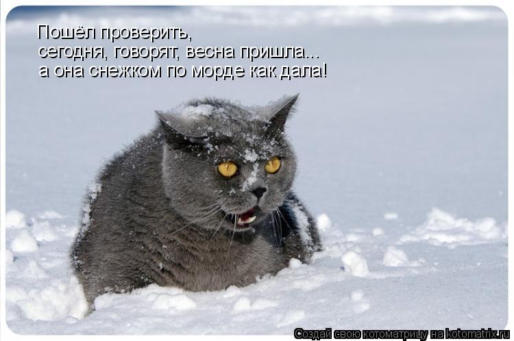 Пошёл проверить, сегодня, говорят, весна пришла... а она снежком по морде как дала!... Котоматрица: Пошёл проверить, сегодня, говорят, весна пришла... а она снежком по морде как дала!