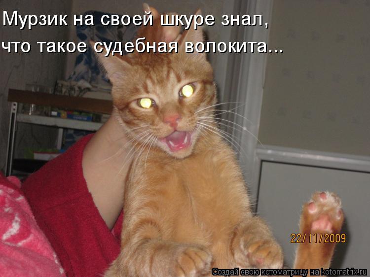 Мурзик на своей шкуре знал, что такое судебная волокита...... Котоматрица: Мурзик на своей шкуре знал, что такое судебная волокита...