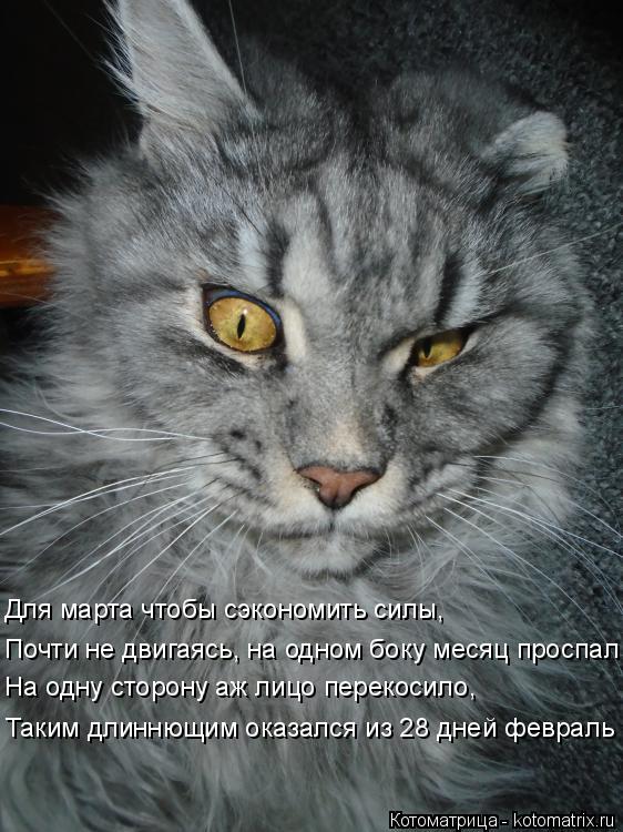 Для марта чтобы сэкономить силы, Почти не двигаясь, на одном боку месяц проспал На одну сторону аж ли... Котоматрица: Для марта чтобы сэкономить силы, Почти не двигаясь, на одном боку месяц проспал На одну сторону аж лицо перекосило, Таким длиннющим оказалс