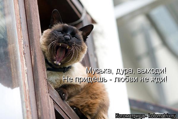 Муська, дура, выходи! Не придёшь - любви не жди!... Котоматрица: Муська, дура, выходи! Не придёшь - любви не жди!