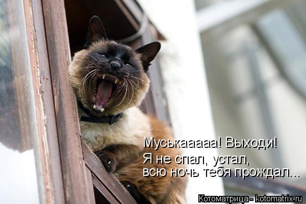 Муськааааа! Выходи! Я не спал, устал, всю ночь тебя прождал...... Котоматрица: Муськааааа! Выходи! Я не спал, устал, всю ночь тебя прождал...