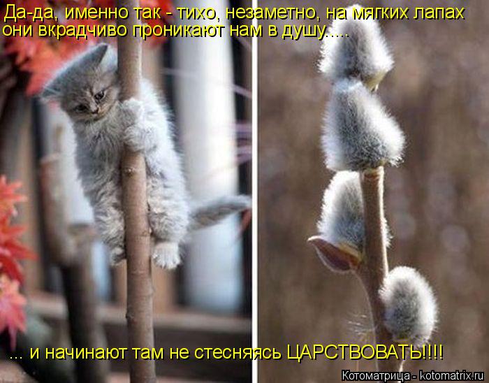 Да-да, именно так - тихо, незаметно, на мягких лапах они вкрадчиво проникают нам в душу..... ... и на... Котоматрица: Да-да, именно так - тихо, незаметно, на мягких лапах они вкрадчиво проникают нам в душу..... ... и начинают там не стесняясь ЦАРСТВОВАТЬ!!!!