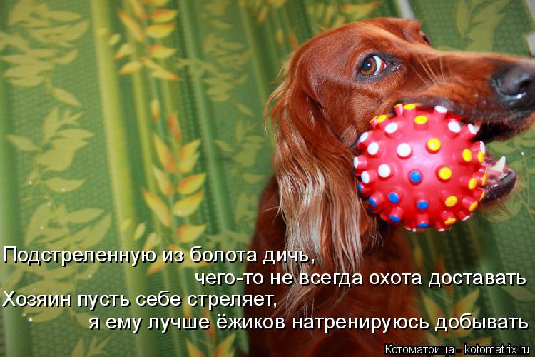 Подстреленную из болота дичь, чего-то не всегда охота доставать Хозяин пусть себе стреляет, я ему л... Котоматрица: Подстреленную из болота дичь, чего-то не всегда охота доставать Хозяин пусть себе стреляет, я ему лучше ёжиков натренируюсь добывать