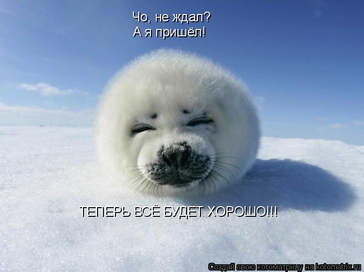 Чо, не ждал? А я пришёл! ТЕПЕРЬ ВСЁ БУДЕТ ХОРОШО!!!... Котоматрица: Чо, не ждал? А я пришёл! ТЕПЕРЬ ВСЁ БУДЕТ ХОРОШО!!!