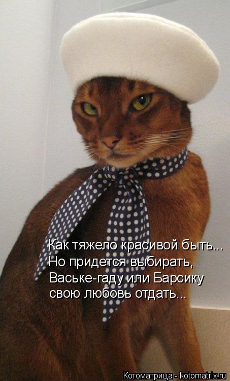 Как тяжело красивой быть... Но придется выбирать, Ваське-гаду или Барсику свою любовь отдать...... Котоматрица: Как тяжело красивой быть... Но придется выбирать, Ваське-гаду или Барсику свою любовь отдать...