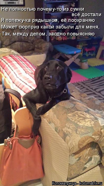 Не полностью почему-то из сумки всё достали Я полежу-ка рядышком, её поохраняю Может сюрприз какой за... Котоматрица: Не полностью почему-то из сумки всё достали Я полежу-ка рядышком, её поохраняю Может сюрприз какой забыли для меня, Так, между делом, заодно