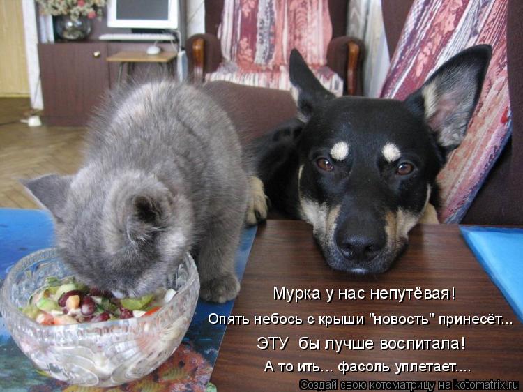 ЭТУ бы лучше воспитала! Мурка у нас непутёвая! Опять небось с крыши "новость" принесёт... А то ить..... Котоматрица: ЭТУ бы лучше воспитала! Мурка у нас непутёвая! Опять небось с крыши "новость" принесёт... А то ить... фасоль уплетает....