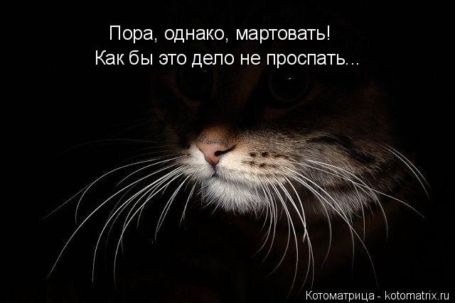 Пора, однако, мартовать! Как бы это дело не проспать...... Котоматрица: Пора, однако, мартовать! Как бы это дело не проспать...