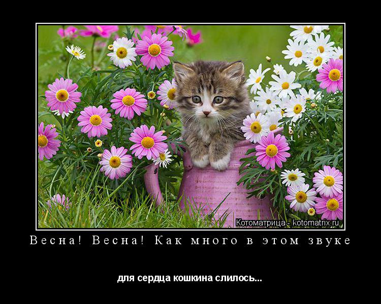 Весна! Весна! Как много в этом звуке для сердца кошкина слилось...... Котоматрица: Весна! Весна! Как много в этом звуке для сердца кошкина слилось...