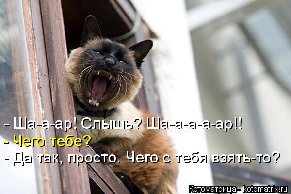 - Ша-а-ар! Слышь? Ша-а-а-а-ар!! - Чего тебе? - Да так, просто. Чего с тебя взять-то?... Котоматрица: - Ша-а-ар! Слышь? Ша-а-а-а-ар!! - Чего тебе? - Да так, просто. Чего с тебя взять-то?