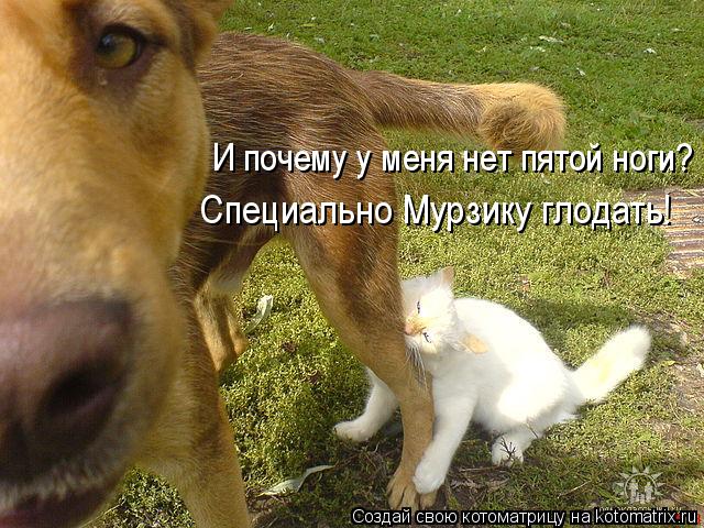 И почему у меня нет пятой ноги? Специально Мурзику глодать!... Котоматрица: И почему у меня нет пятой ноги? Специально Мурзику глодать!