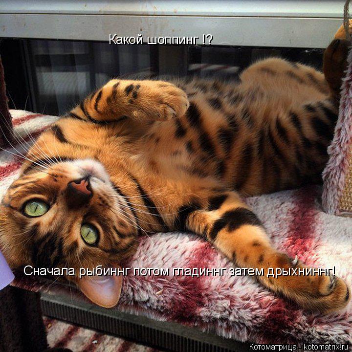 Какой шоппинг !? Сначала рыбиннг потом гладиннг затем дрыхниннг!... Котоматрица: Какой шоппинг !? Сначала рыбиннг потом гладиннг затем дрыхниннг!