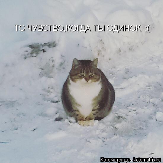 ТО ЧУВСТВО,КОГДА ТЫ ОДИНОК. :(... Котоматрица: ТО ЧУВСТВО,КОГДА ТЫ ОДИНОК. :(
