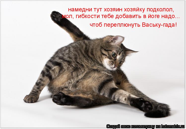 намедни тут хозяин хозяйку подколол, мол, гибкости тебе добавить в йоге надо... чтоб переплюнуть Вась... Котоматрица: намедни тут хозяин хозяйку подколол, мол, гибкости тебе добавить в йоге надо... чтоб переплюнуть Ваську-гада!