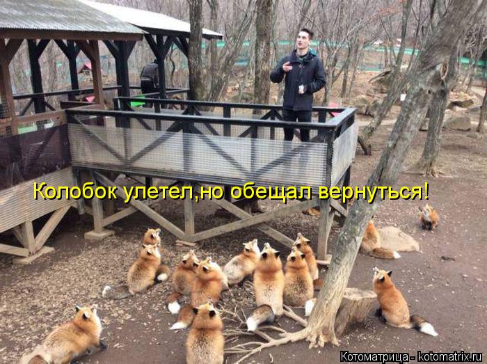 Колобок улетел,но обещал вернуться!... Котоматрица: Колобок улетел,но обещал вернуться!