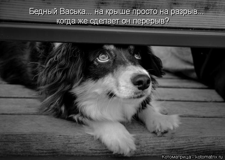 Бедный Васька... на крыше просто на разрыв... когда же сделает он перерыв?... Котоматрица: Бедный Васька... на крыше просто на разрыв... когда же сделает он перерыв?