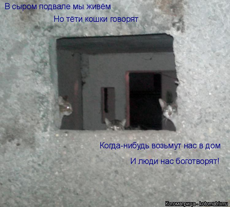 В сыром подвале мы живём Но тёти кошки говорят Когда-нибудь возьмут нас в дом И люди нас боготворят!... Котоматрица: В сыром подвале мы живём Но тёти кошки говорят Когда-нибудь возьмут нас в дом И люди нас боготворят!