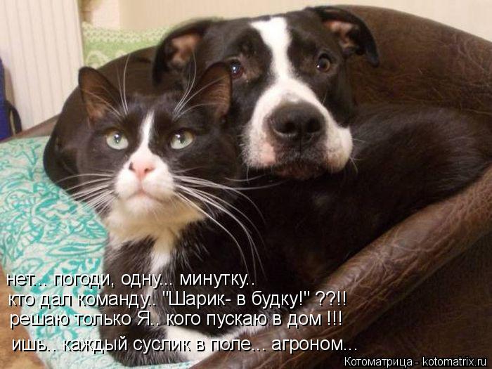 нет... погоди, одну... минутку.. кто дал команду.. "Шарик- в будку!" ??!! решаю только Я.. кого пуска... Котоматрица: нет... погоди, одну... минутку.. кто дал команду.. "Шарик- в будку!" ??!! решаю только Я.. кого пускаю в дом !!! ишь.. каждый суслик в поле... агроном...