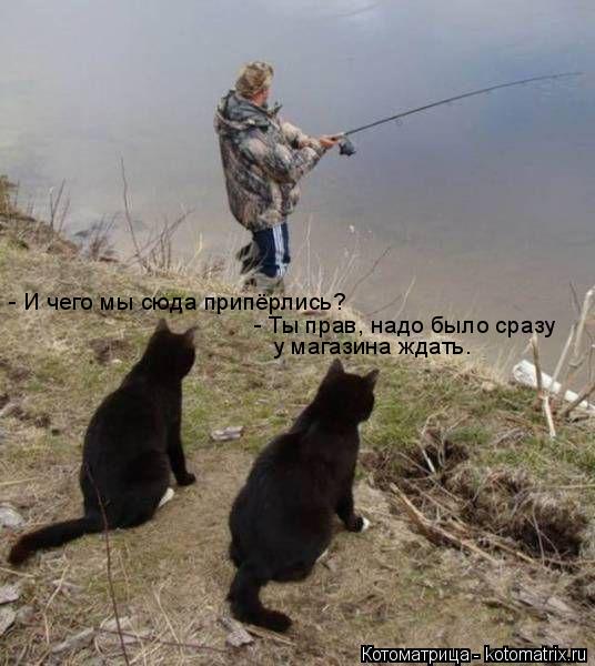 - И чего мы сюда припёрлись? - Ты прав, надо было сразу у магазина ждать.... Котоматрица: - И чего мы сюда припёрлись? - Ты прав, надо было сразу у магазина ждать.