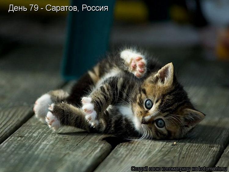 День 79 - Саратов, Россия... Котоматрица: День 79 - Саратов, Россия