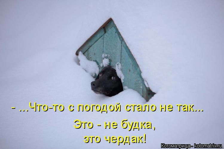 это чердак! Это - не будка, - ...Что-то с погодой стало не так...... Котоматрица: это чердак! Это - не будка, - ...Что-то с погодой стало не так...