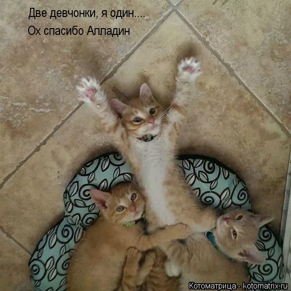 Две девчонки, я один.... Ох спасибо Алладин... Котоматрица: Две девчонки, я один.... Ох спасибо Алладин