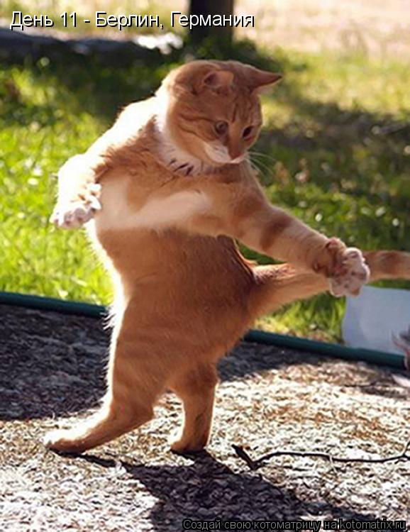 День 11 - Берлин, Германия... Котоматрица: День 11 - Берлин, Германия
