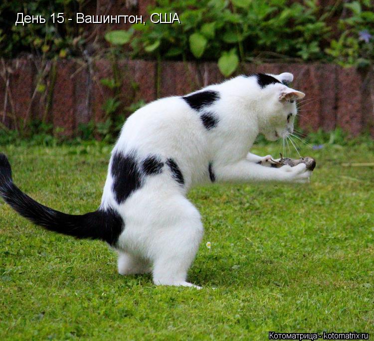 День 15 - Вашингтон, США... Котоматрица: День 15 - Вашингтон, США