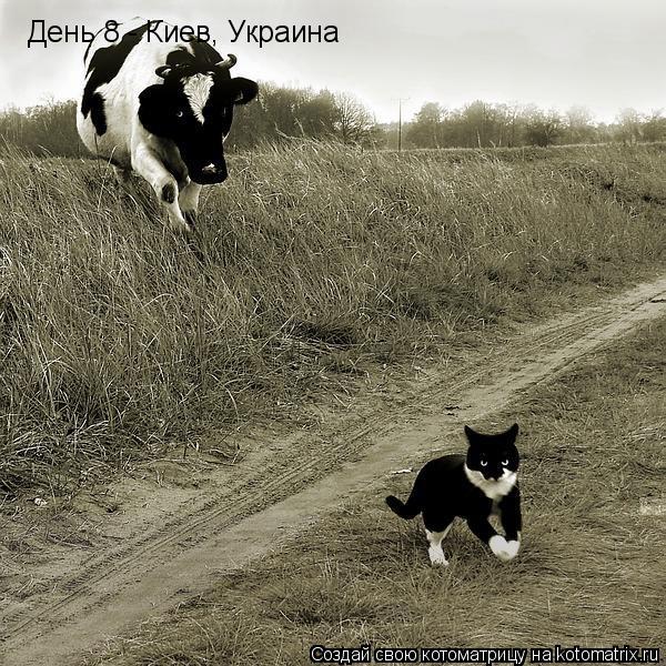 День 8 - Киев, Украина... Котоматрица: День 8 - Киев, Украина