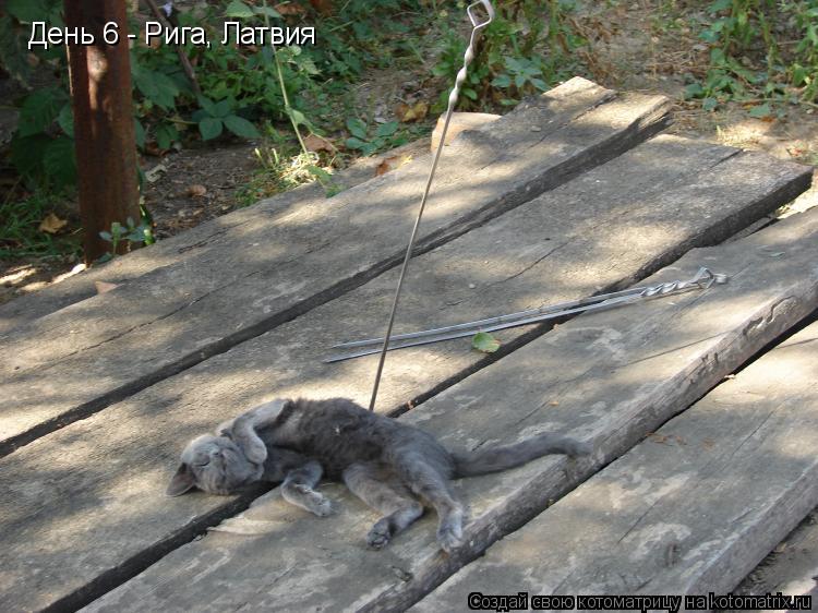 День 6 - Рига, Латвия... Котоматрица: День 6 - Рига, Латвия