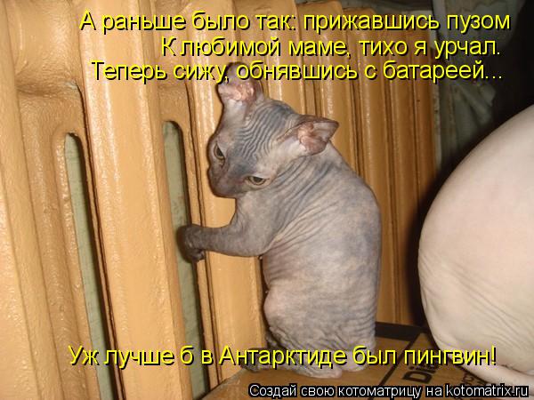 А раньше было так: прижавшись пузом К любимой маме, тихо я урчал. Теперь сижу, обнявшись с батареей.... Котоматрица: А раньше было так: прижавшись пузом К любимой маме, тихо я урчал. Теперь сижу, обнявшись с батареей... Уж лучше б в Антарктиде был пингвин!