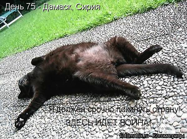 День 75 - Дамаск, Сирия Я должен срочно покинуть страну! ЗДЕСЬ ИДЁТ ВОЙНА!... Котоматрица: День 75 - Дамаск, Сирия Я должен срочно покинуть страну! ЗДЕСЬ ИДЁТ ВОЙНА!